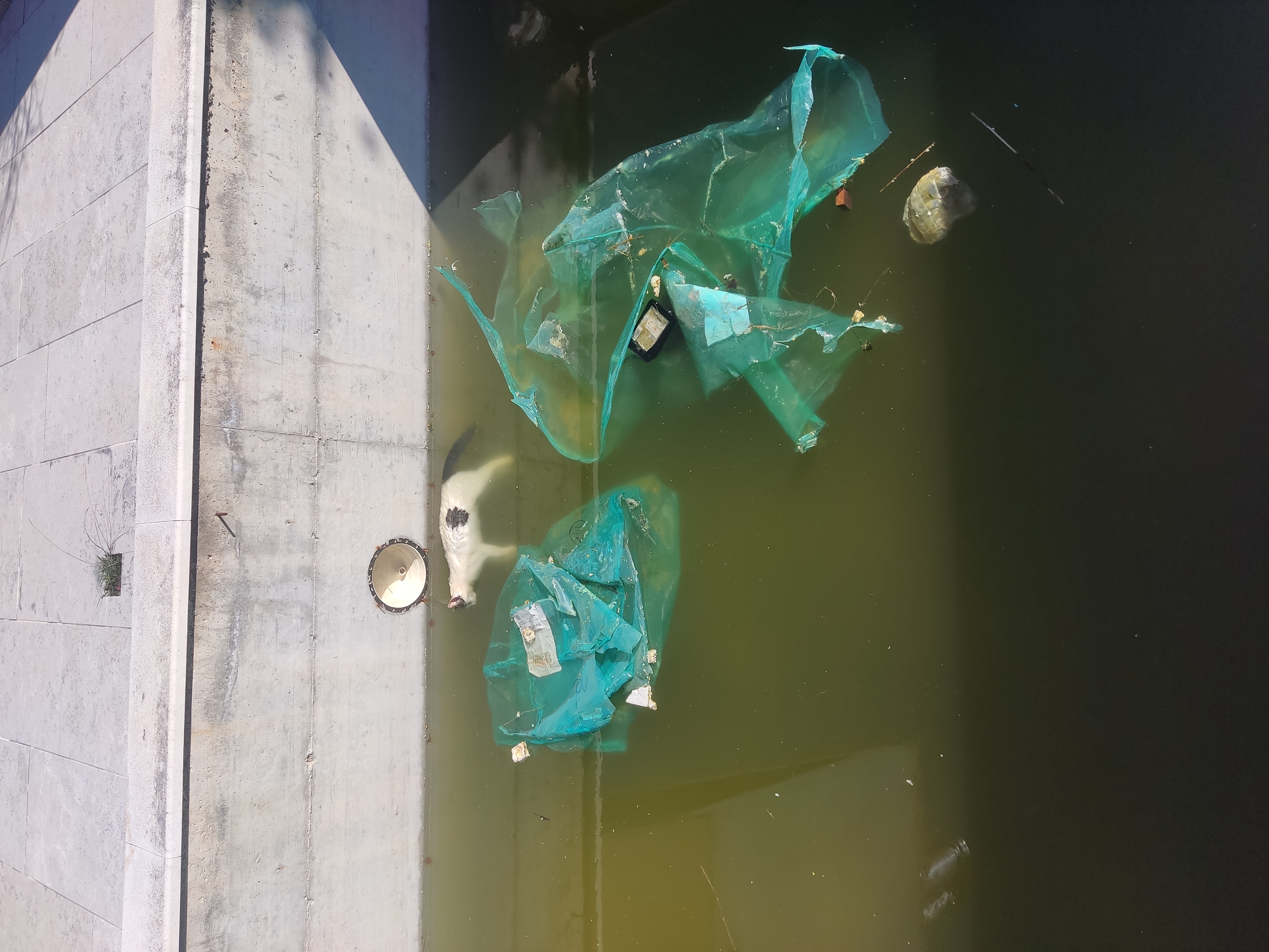 Prijava - neodržavani bazen Gripole 54C, kč. 8821/10